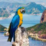 brazil-south-america